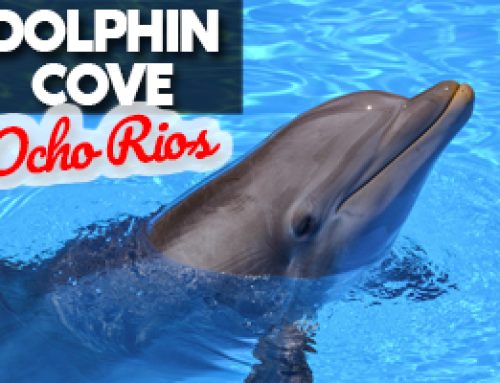 Dolphin’s Cove in Ocho Rios Jamaica