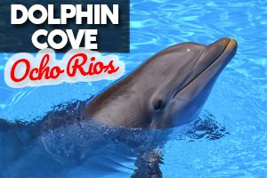 Dolphin’s Cove in Ocho Rios Jamaica